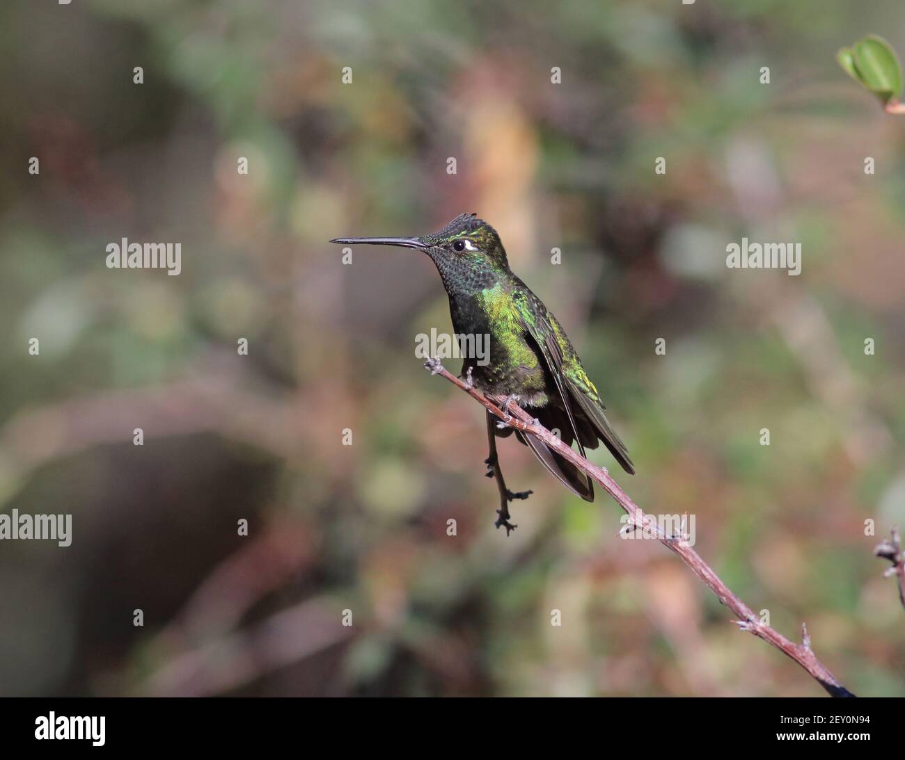 Rivoli's Hummingbird 27th. Dezember 2018 Madera Canyon, Arizona Stockfoto
