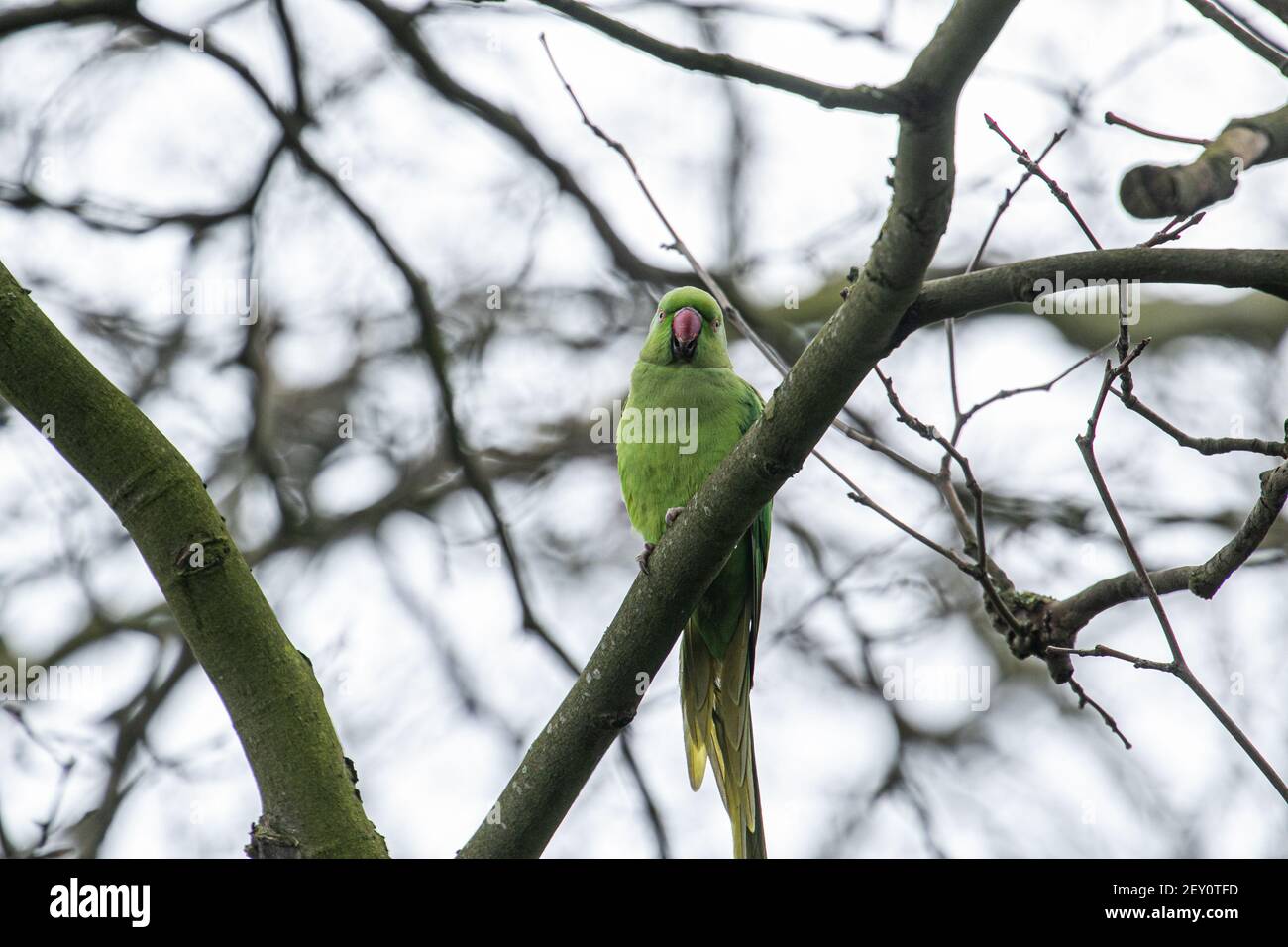 LONDON, Großbritannien, 5. März 2021. Ein Ringhals-Sittich (Psittacula krameri Manillensis), der an einem eisigen Tag in London auf einem Baum sitzt. Sittiche sind in der Lage, trotz ihrer tropischen Herkunft mit den kalten britischen Wintern fertig zu werden. Credit amer ghazzal/Alamy Live News Stockfoto