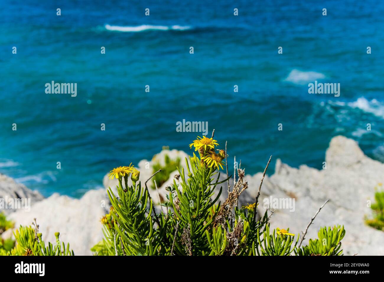 Gelbe Blüten auf Felsen im mittelmeer Stockfoto