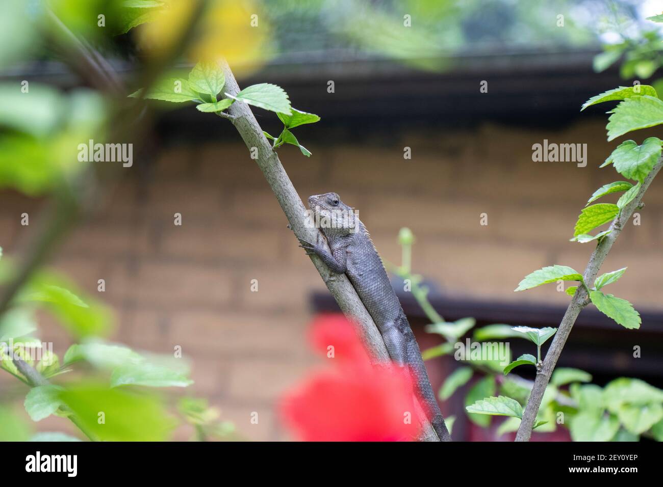 Braune Eidechse, Baum Eidechse, Details der Eidechse Haut Stick auf dem Baum mit Bokeh Hintergrund Stockfoto