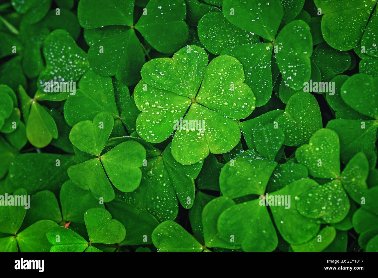 Das vierblättrige Kleeblatt hebt sich von grünen Blättern ab Stockfoto