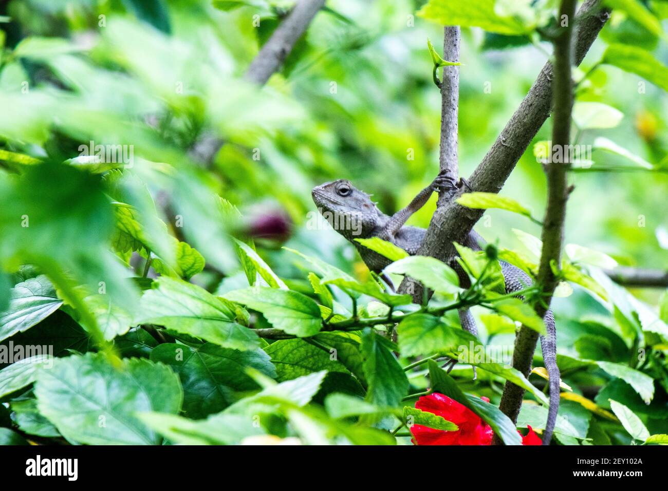 Braune Eidechse, Baum Eidechse, Details der Eidechse Haut Stick auf dem Baum mit Bokeh Hintergrund Stockfoto