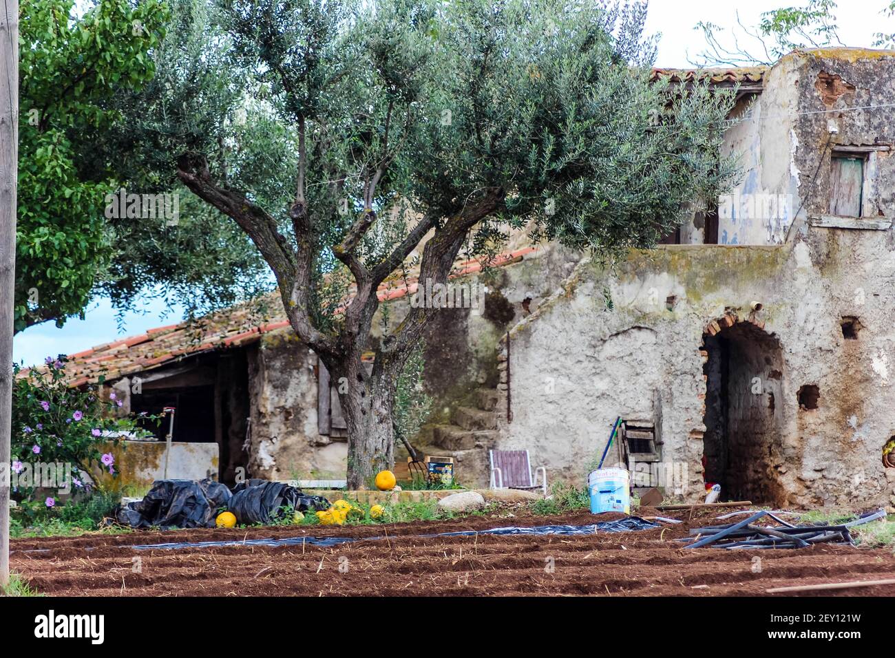 Altes mediterranes Bauernhaus mit Olivenbaum und Kürbis Stockfoto