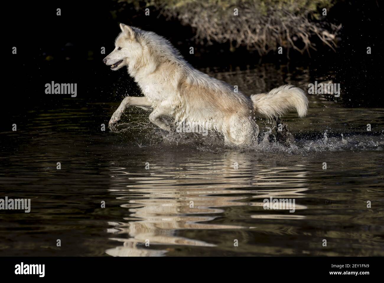 Arktische Wölfe Stockfoto