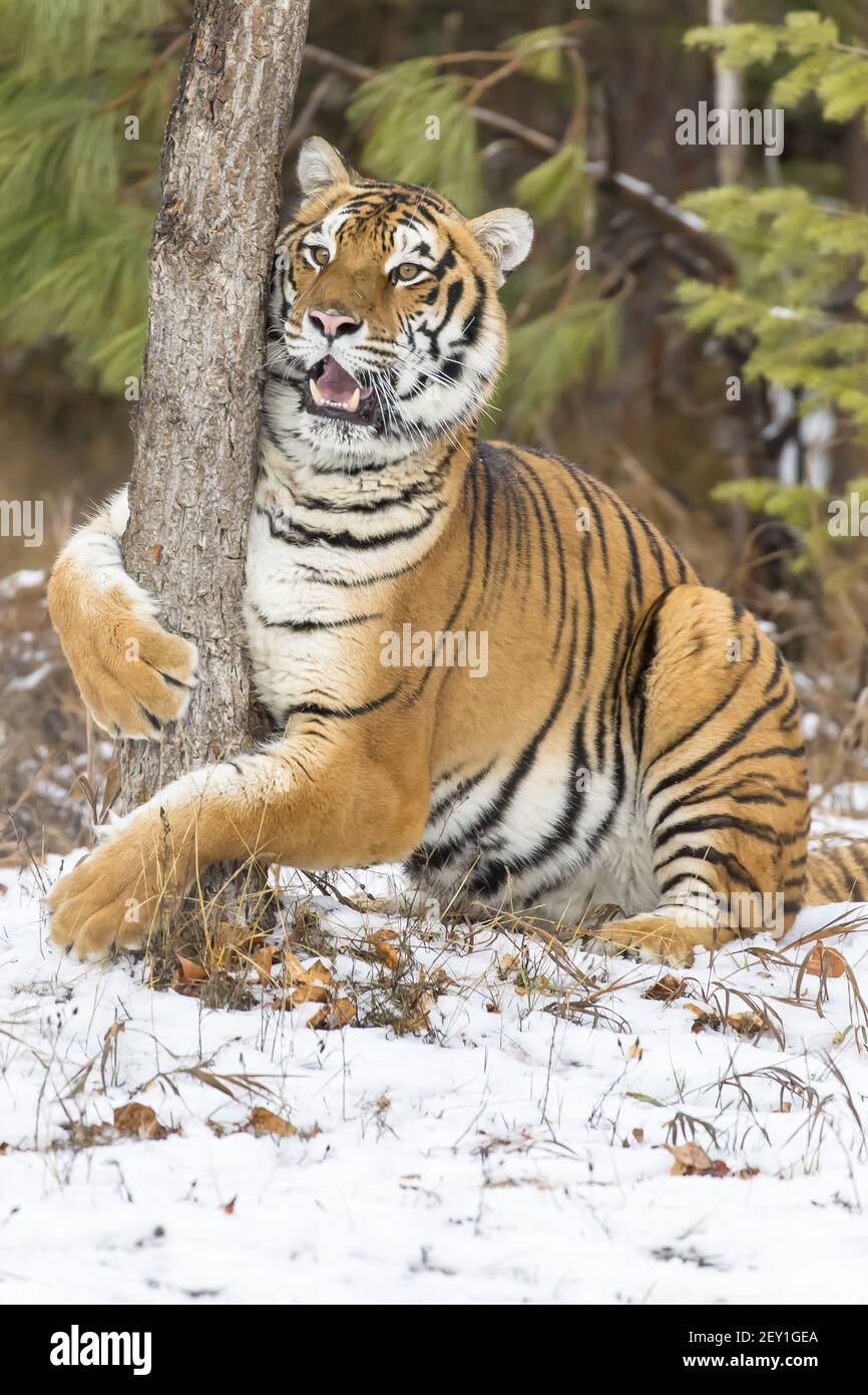 Bengal Tiger Stockfoto