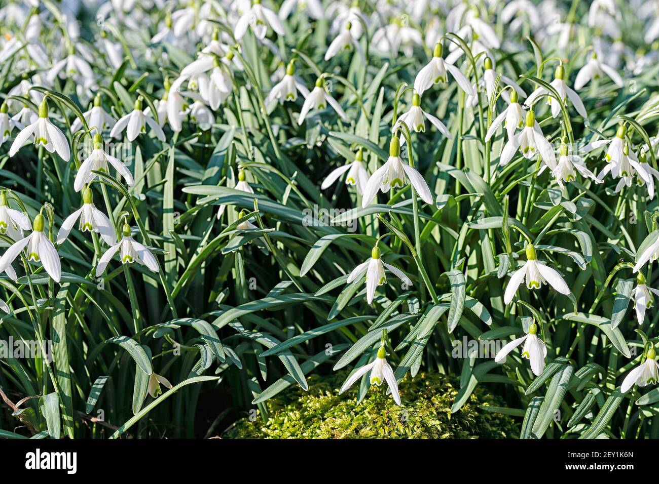 Schneeglöckchen (Galanthus nivalis) "im Grünen" wachsen in einem Hüttengarten. Stockfoto