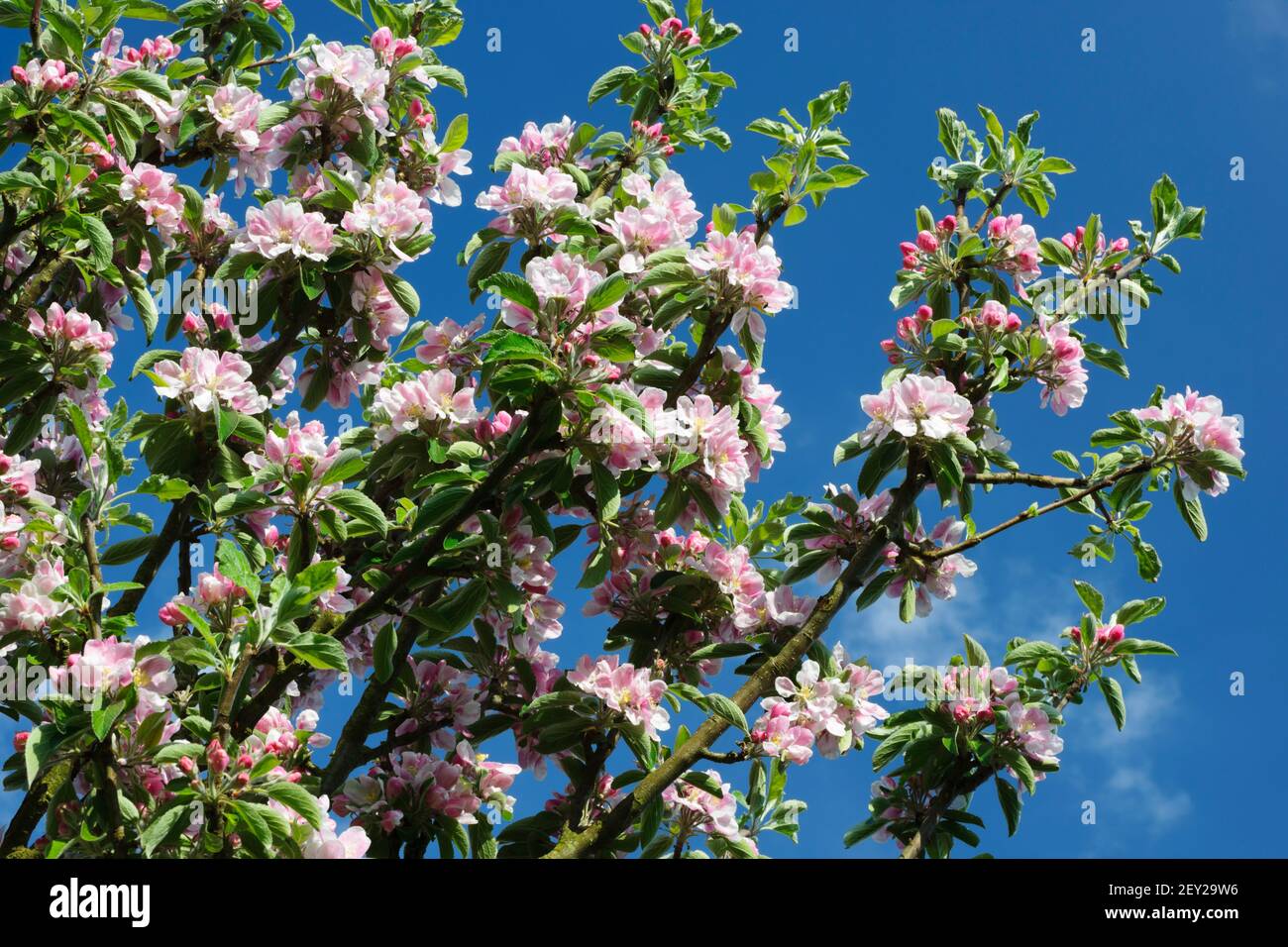 Merton Russet Apfelblüte. Wüste Apfelbaum schwer mit Blüte in einem Garten Obstgarten, Nord-Wales Stockfoto