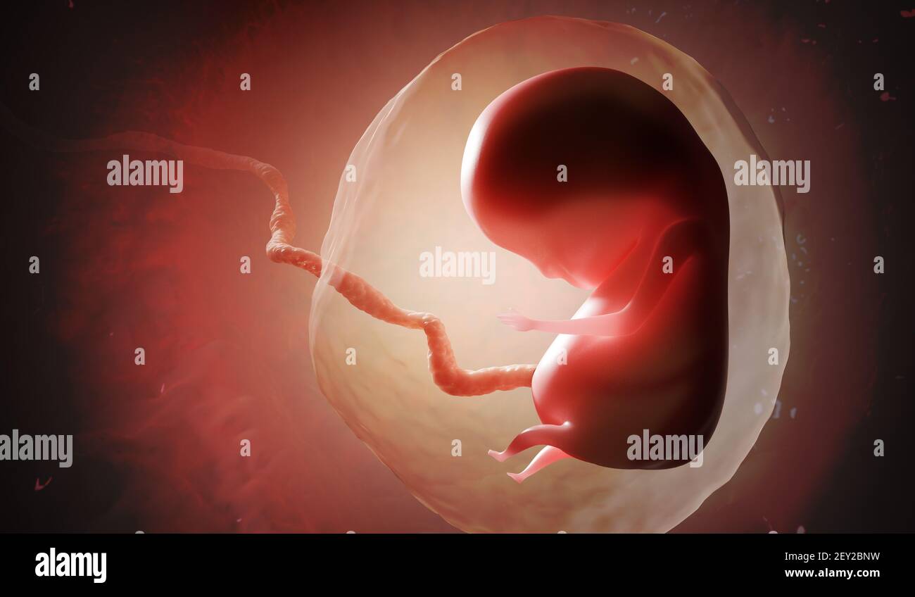 Menschlicher Fötus oder Embryo im Mutterleib. 3D gerenderte Abbildung. Stockfoto