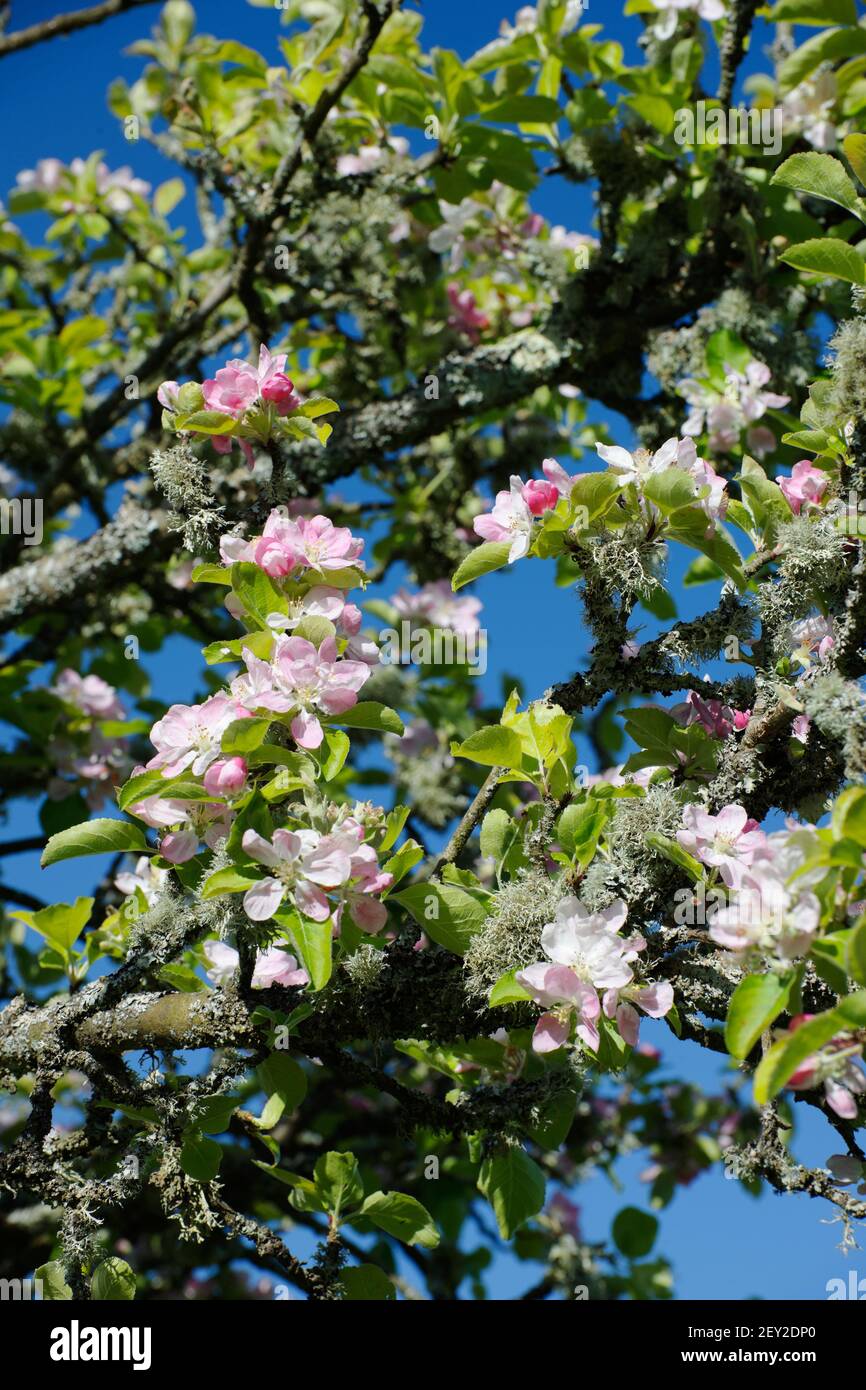 Grenadier Apfelbaumkuh, Frühlingsblüte, bester bekannter Standardkocher, reichlicher Cropper, selbst fruchtbar, krankheitsfrei, gutes Poliergerät, Gruppe 2, alter Baum mit Stockfoto