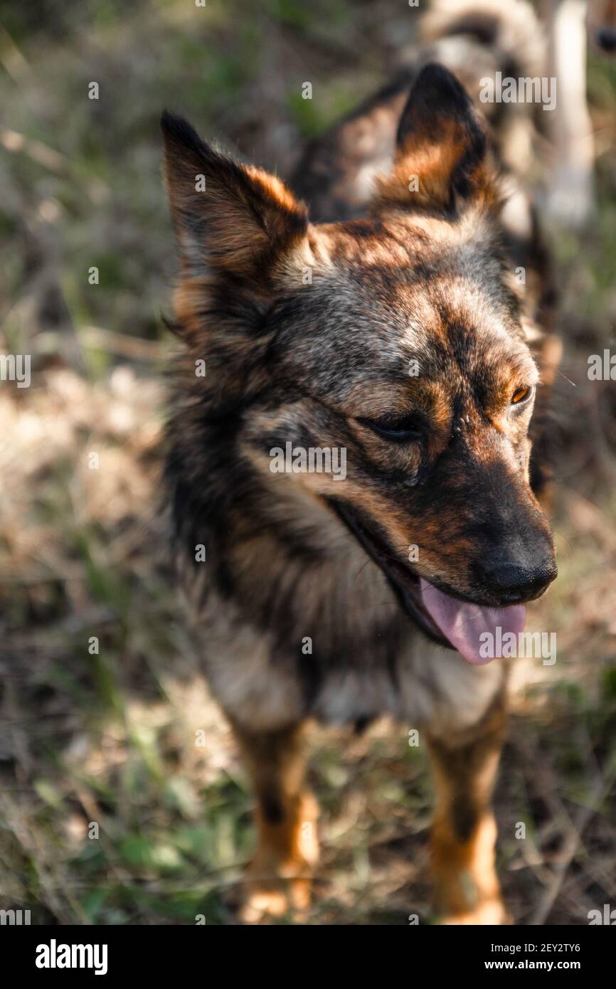 Niedlicher obdachloser Hund schaut zur Seite mit der Zunge heraus. Spielen Sie in der Natur, die Tiere wandern im Park Stockfoto