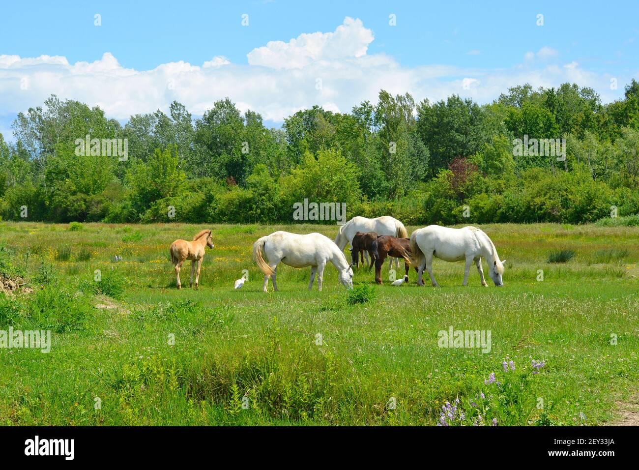 Wildpferde und Fohlen grasen im Feuchtgebiet Isola della Cona in Friaul-Julisch Venetien, Nordostitalien Stockfoto