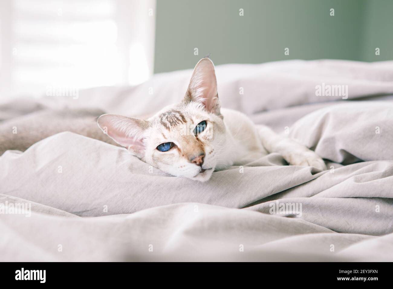 Schöne blauäugige orientalische Rasse Katze liegend auf dem Bett zu Hause mit Blick auf die Kamera. Flauschige behaarte Haustier mit blauen Augen zu Hause entspannen. Stockfoto