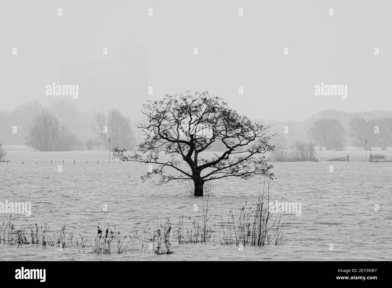 Ein einsamer Baum in hohen Wasserständen des Flusses An einem nebligen Tag Stockfoto