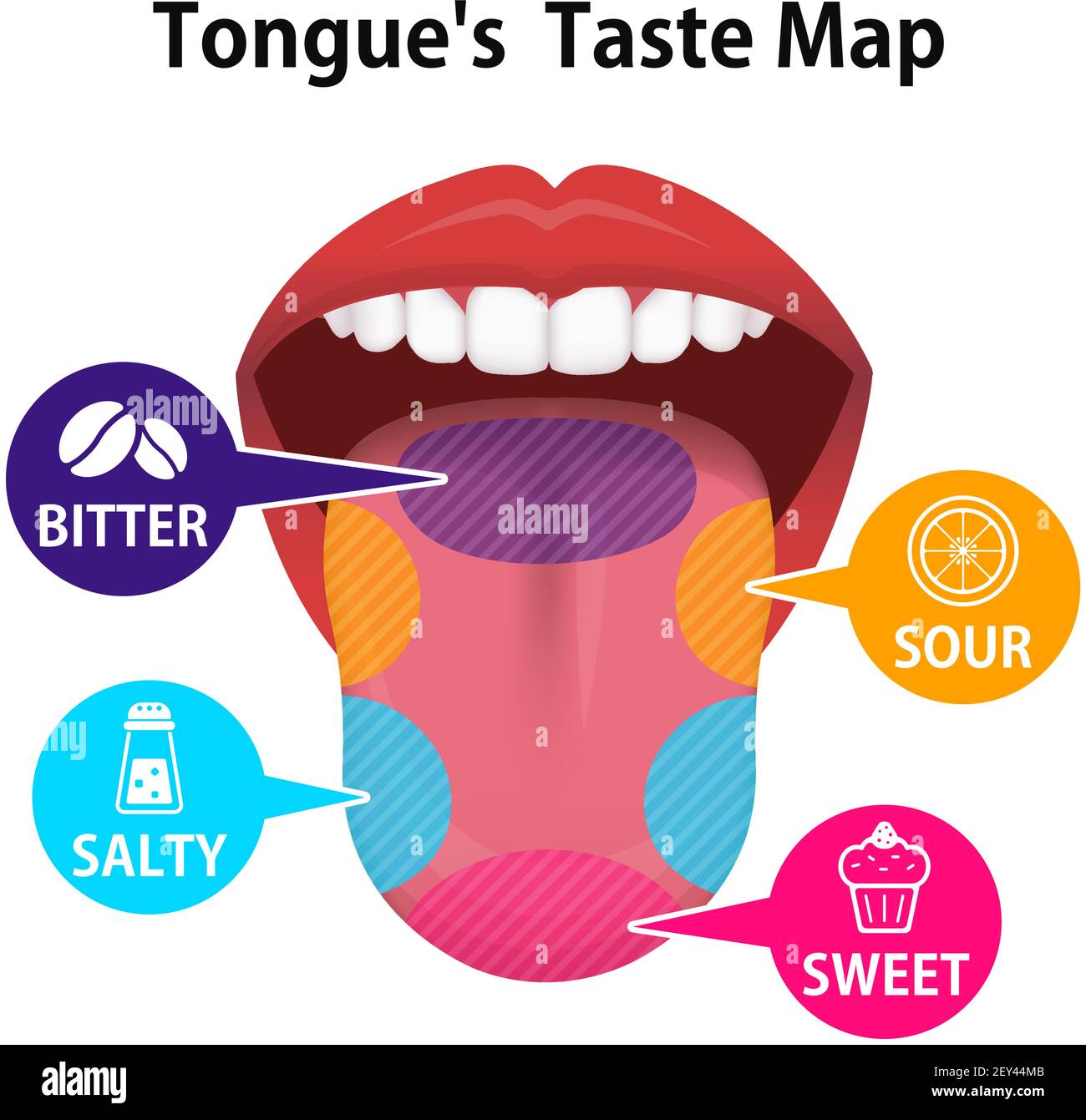 Geschmacksbereiche der menschlichen Zunge Vektordarstellung Stock Vektor