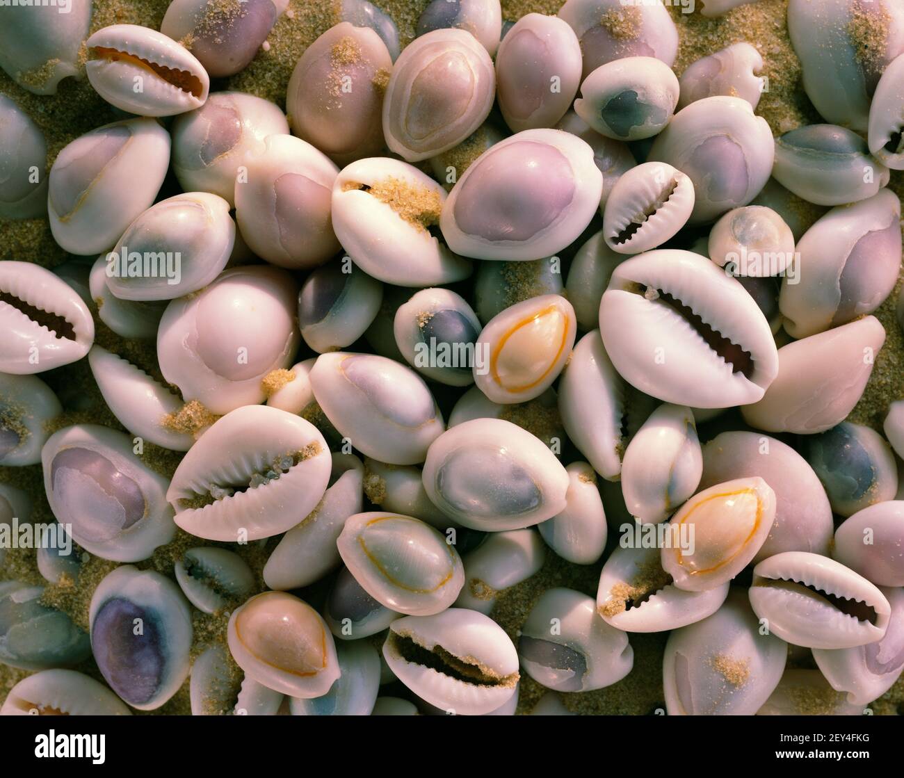 Kaurimuscheln Stockfoto