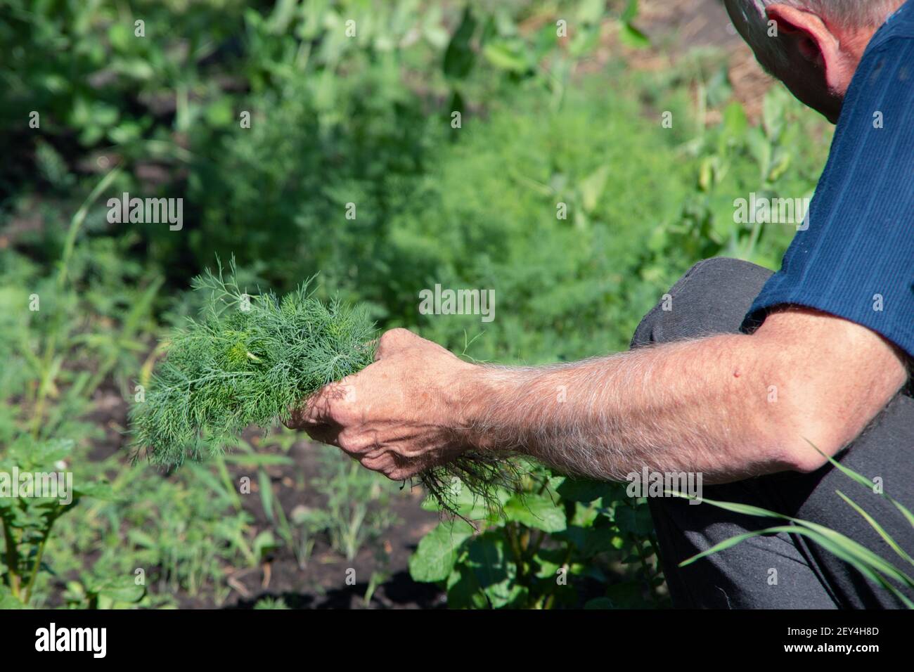 Die männliche Hand pflückt nützliches Gras, Dill aus dem Garten. Das Konzept der Gartenarbeit, natürliche Ernährung, gesunde Produkte. Stockfoto