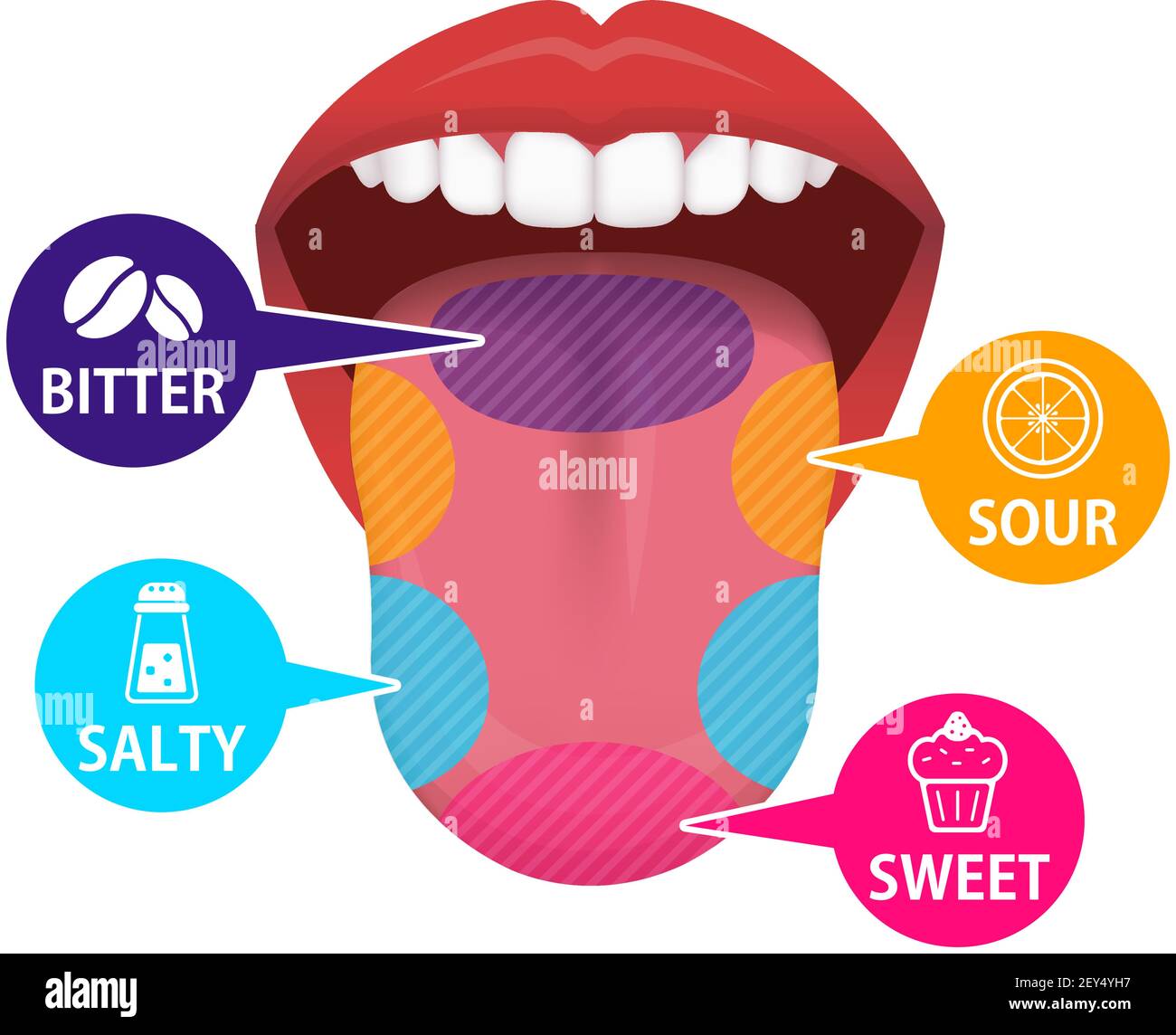 Geschmacksbereiche der menschlichen Zunge Vektordarstellung Stock Vektor
