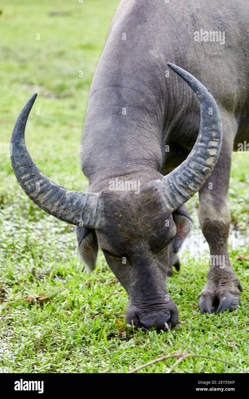 Feral, Wasserbüffel (Bubalus bubalis). Männchen etwa 12 Jahre alt die Büffel sind nicht in Hongkong beheimatet. Dies sind die Nachkommen von Tieren, die w Stockfoto