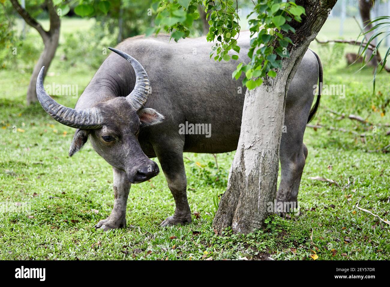 Feral, Wasserbüffel (Bubalus bubalis). Männchen etwa 12 Jahre alt die Büffel sind nicht in Hongkong beheimatet. Dies sind die Nachkommen von Tieren, die w Stockfoto