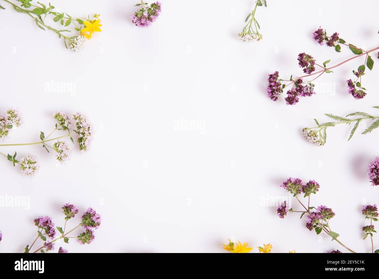 Alternative Medizin. Heilkräuter Oregano, Johanniskraut, Salbei, Schafgarbe auf weißem Hintergrund. Draufsicht, Kopierbereich Stockfoto