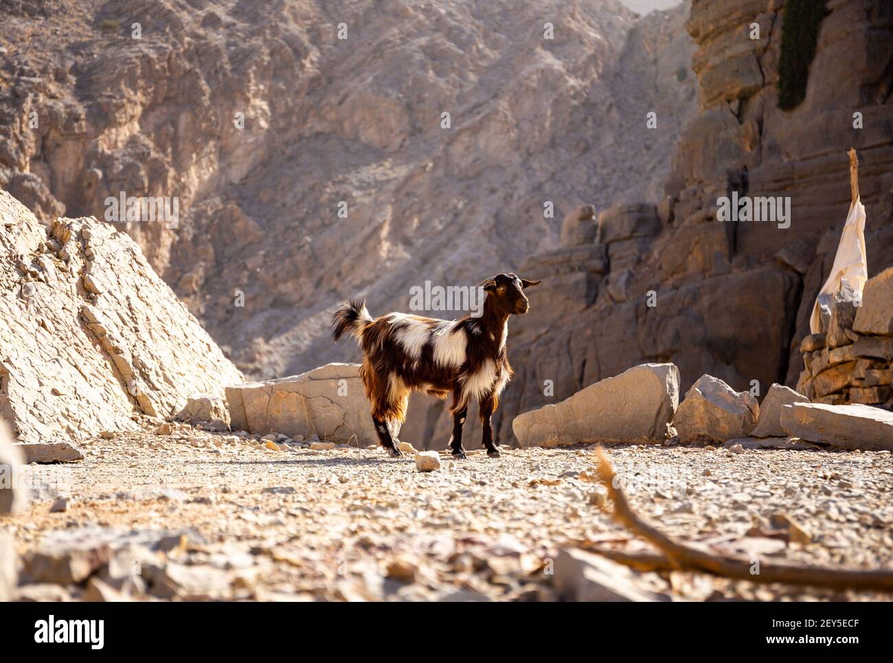 Schwarz-weiß behaarte weibliche Ziege (Rehe, Kindermädchen) steht auf den Felsen in Jebel Jais Bergkette mit steilen Klippen im Hintergrund, Hajar Mountains. Stockfoto