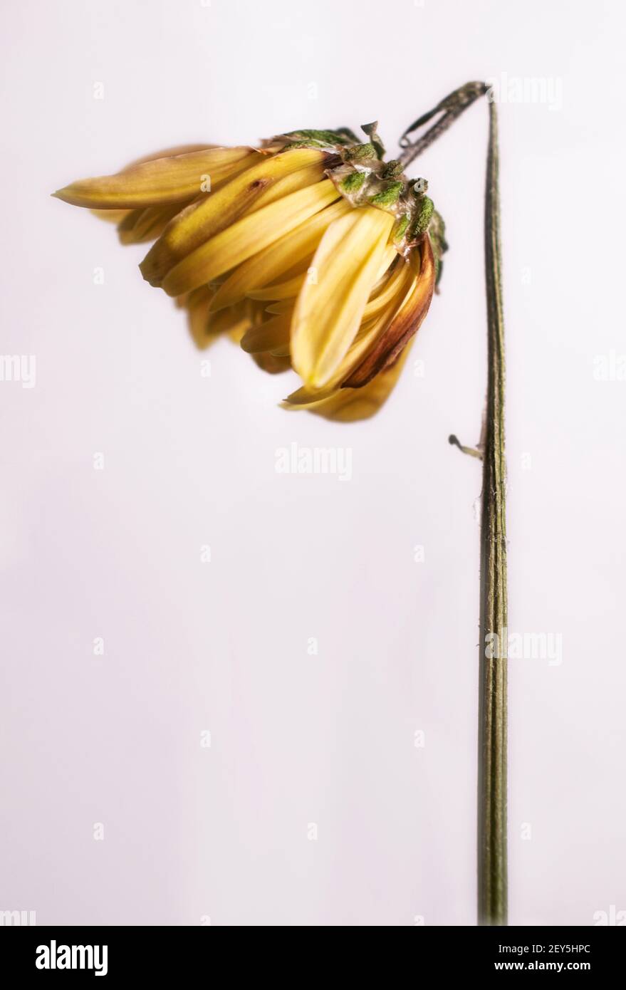 Kleine einzelne gelbe welkende Blume Stockfoto