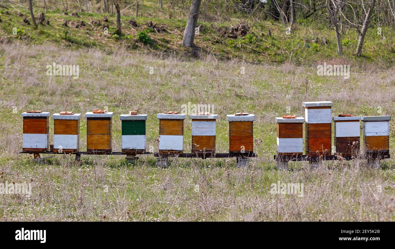 Viele Honigbienen im Grasfeld Stockfoto