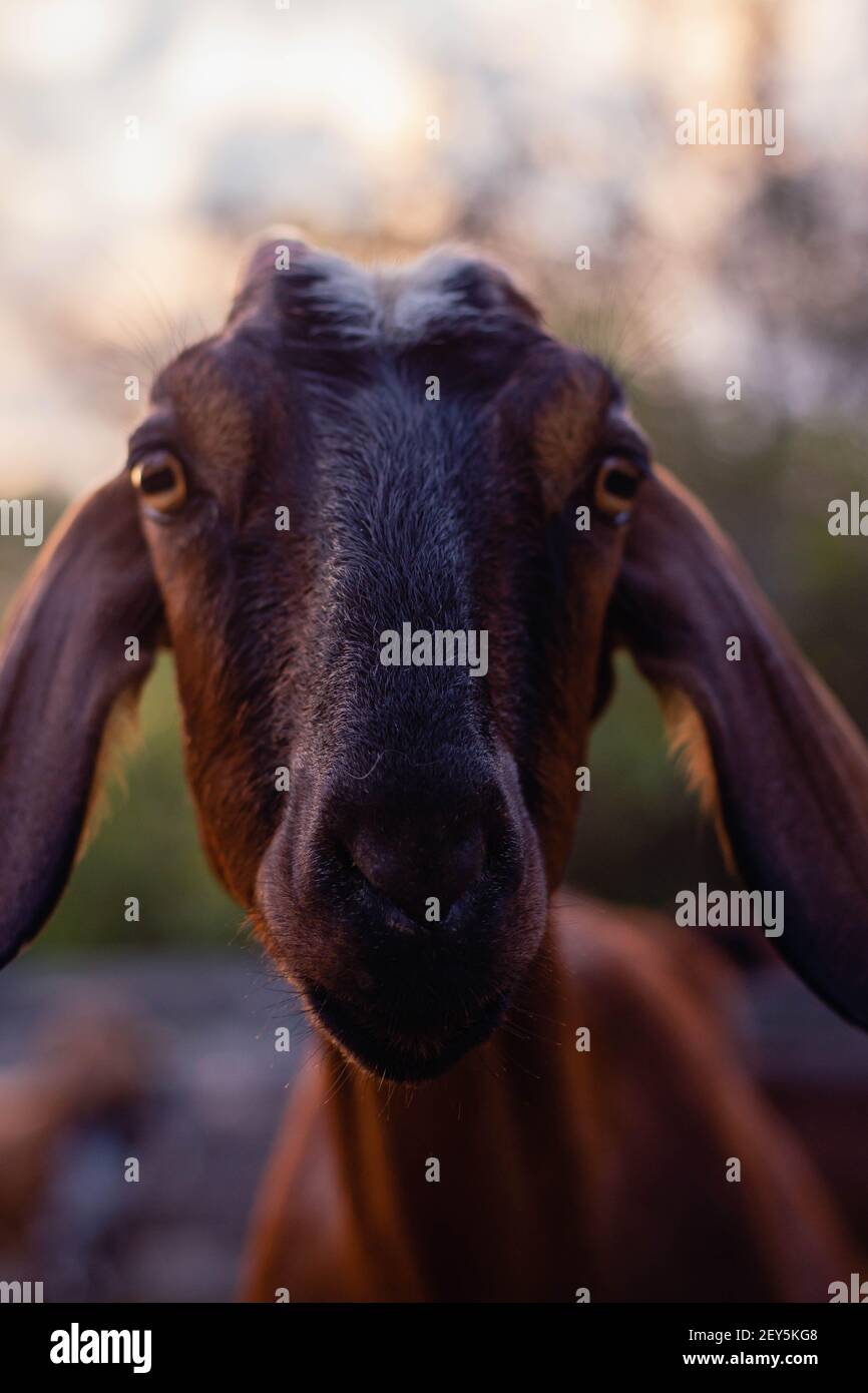 cabra anglo nubian an granja cordoba argentinien 2021 Stockfoto
