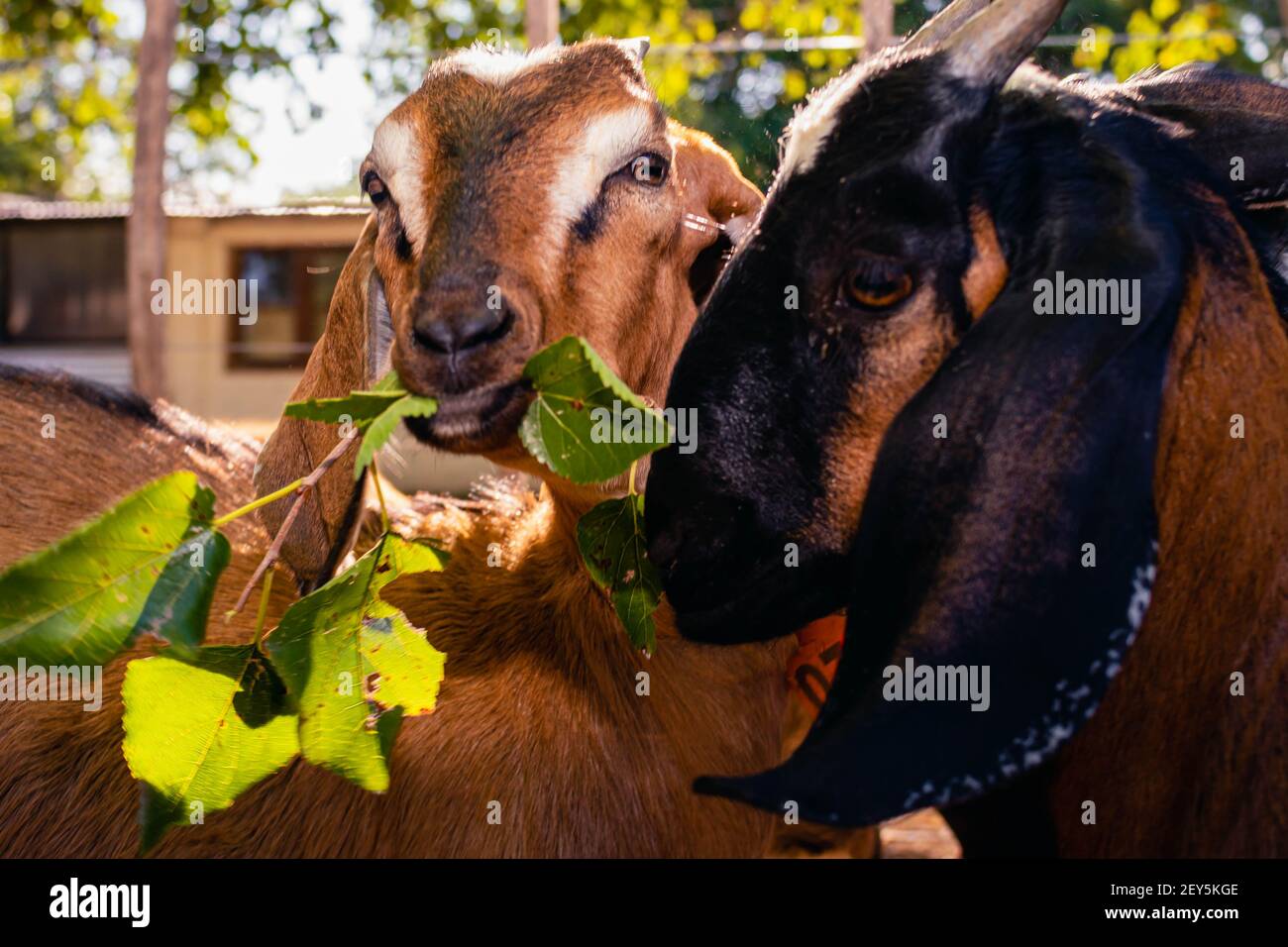 cabra anglo nubian an granja cordoba argentinien 2021 Stockfoto