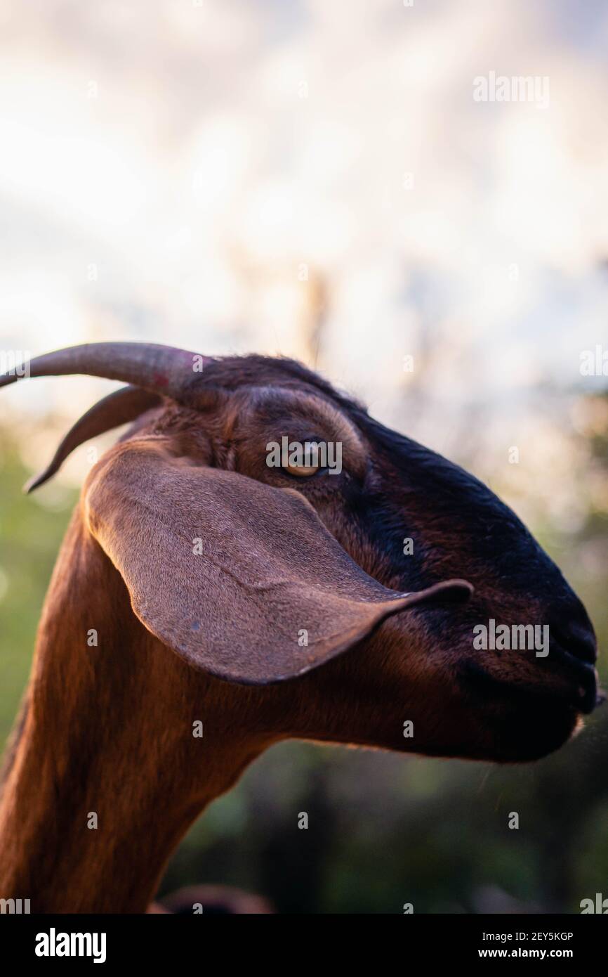cabra anglo nubian an granja cordoba argentinien 2021 Stockfoto