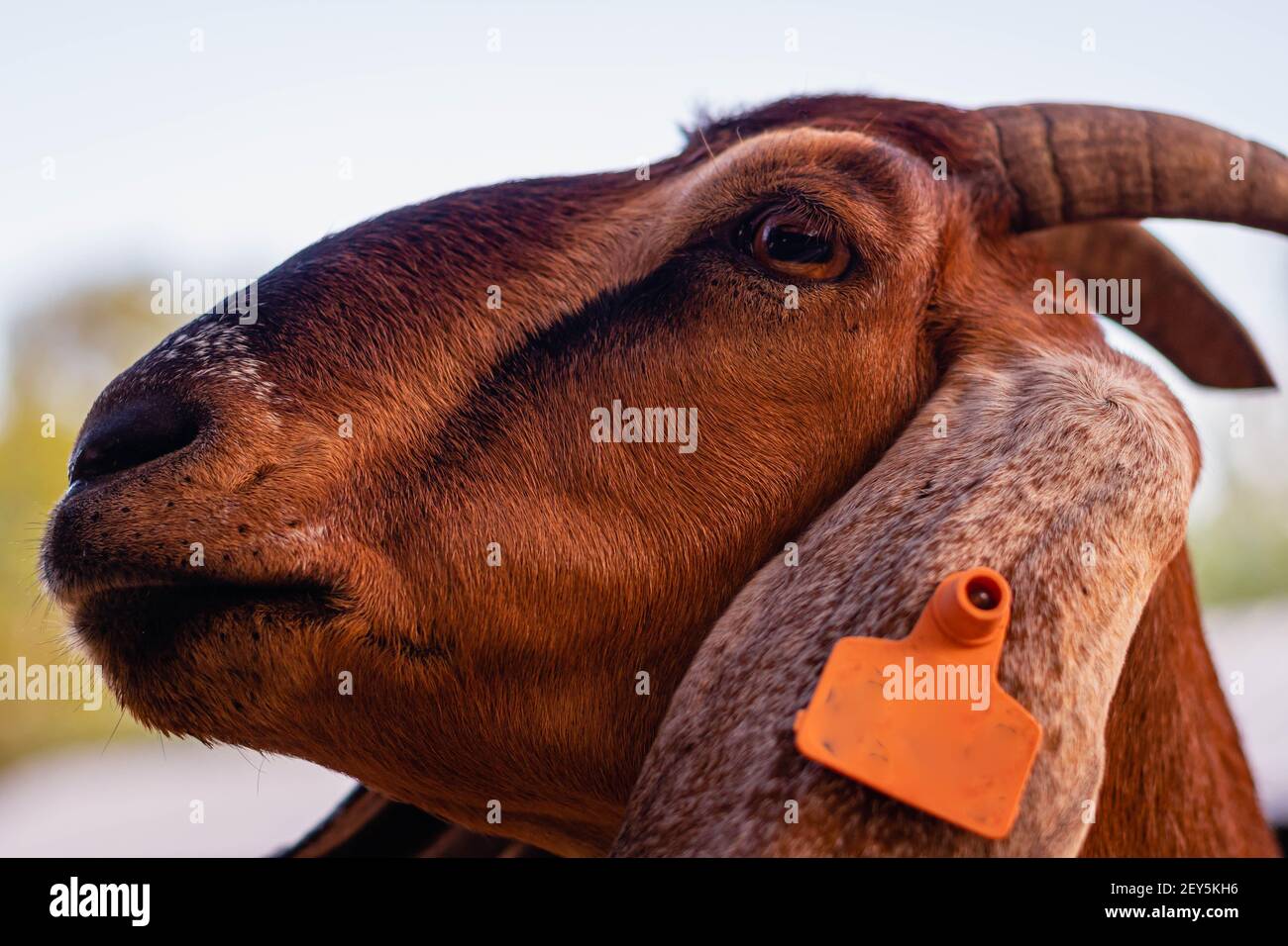 cabra anglo nubian an granja cordoba argentinien 2021 Stockfoto