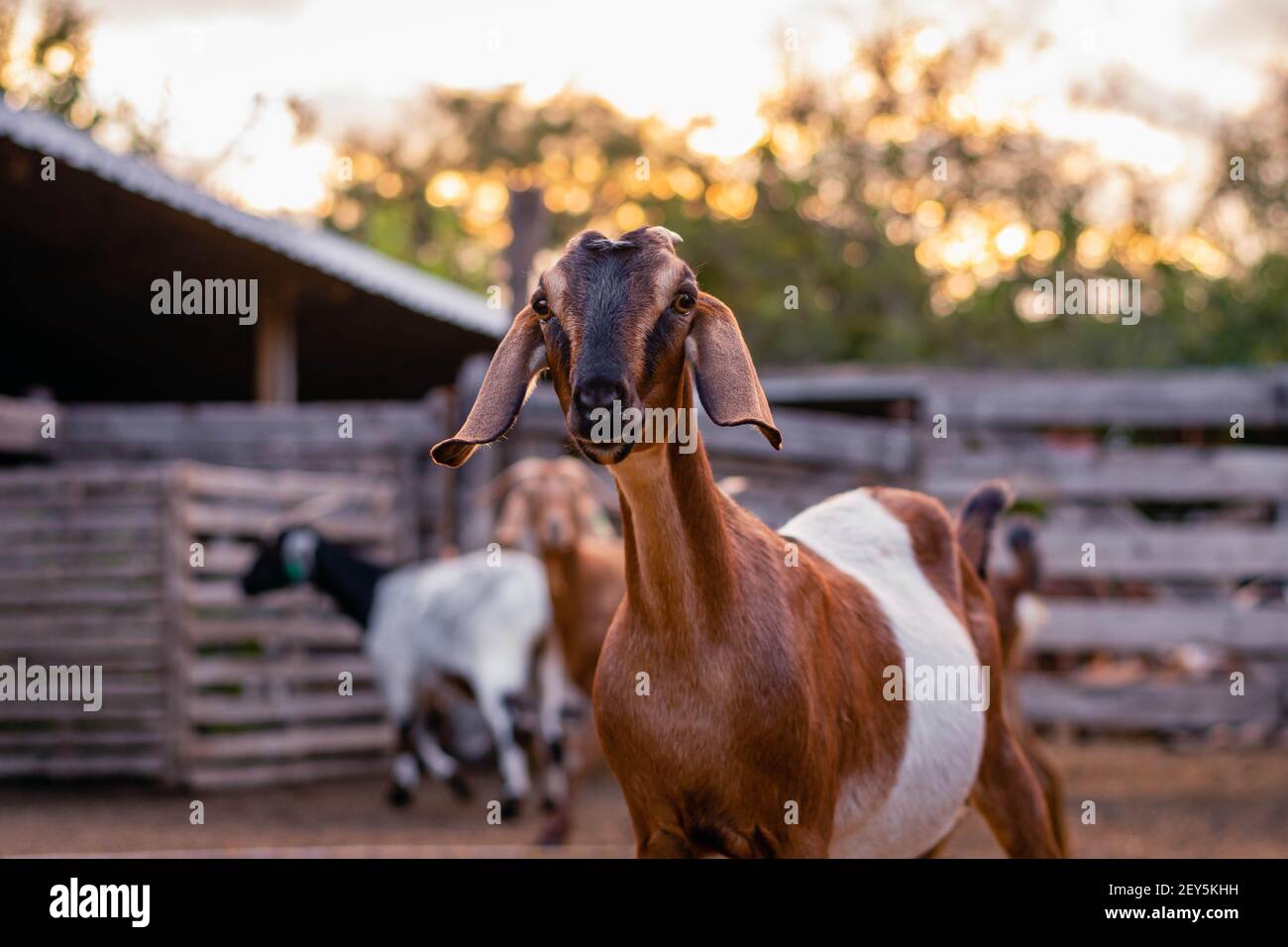 cabra anglo nubian an granja cordoba argentinien 2021 Stockfoto