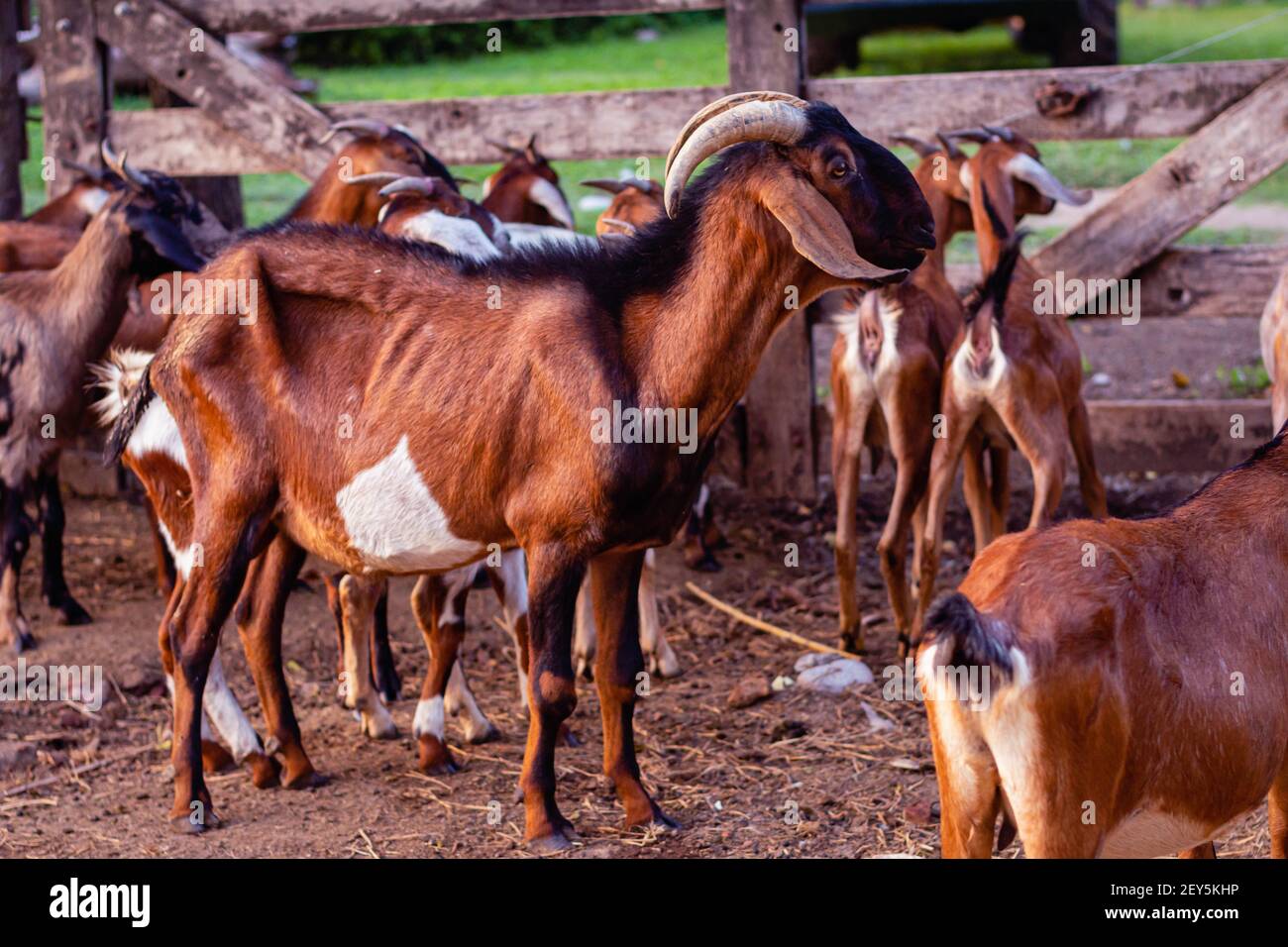 cabra anglo nubian an granja cordoba argentinien 2021 Stockfoto