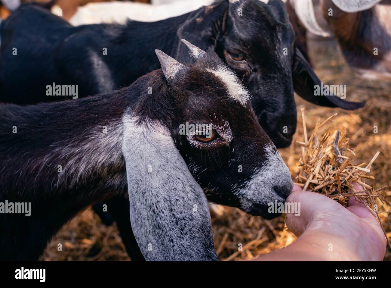 cabra anglo nubian an granja cordoba argentinien 2021 Stockfoto