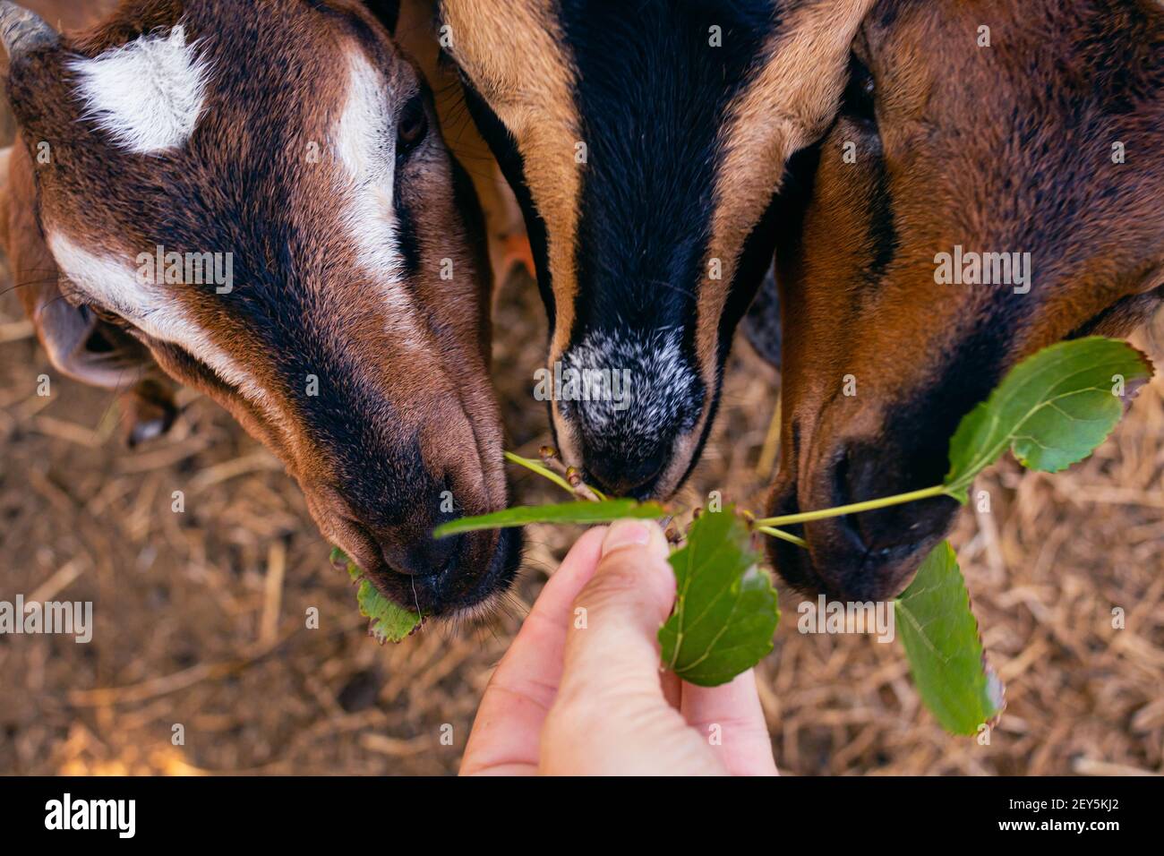 cabra anglo nubian an granja cordoba argentinien 2021 Stockfoto