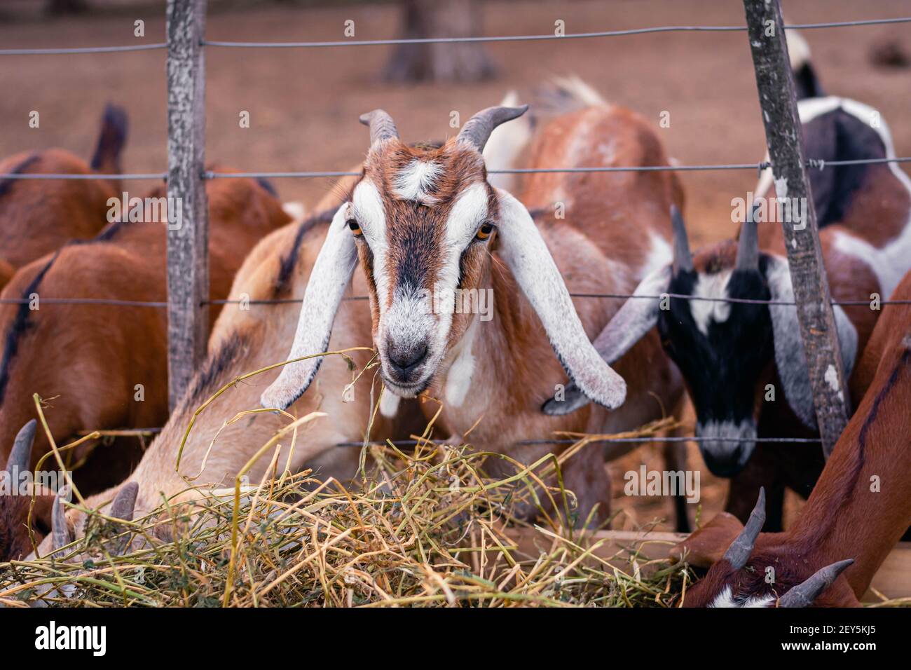 cabra anglo nubian an granja cordoba argentinien 2021 Stockfoto