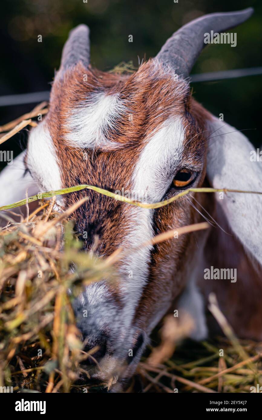 cabra anglo nubian an granja cordoba argentinien 2021 Stockfoto