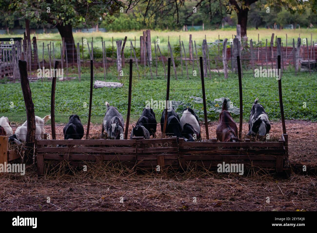 cabra anglo nubian an granja cordoba argentinien 2021 Stockfoto