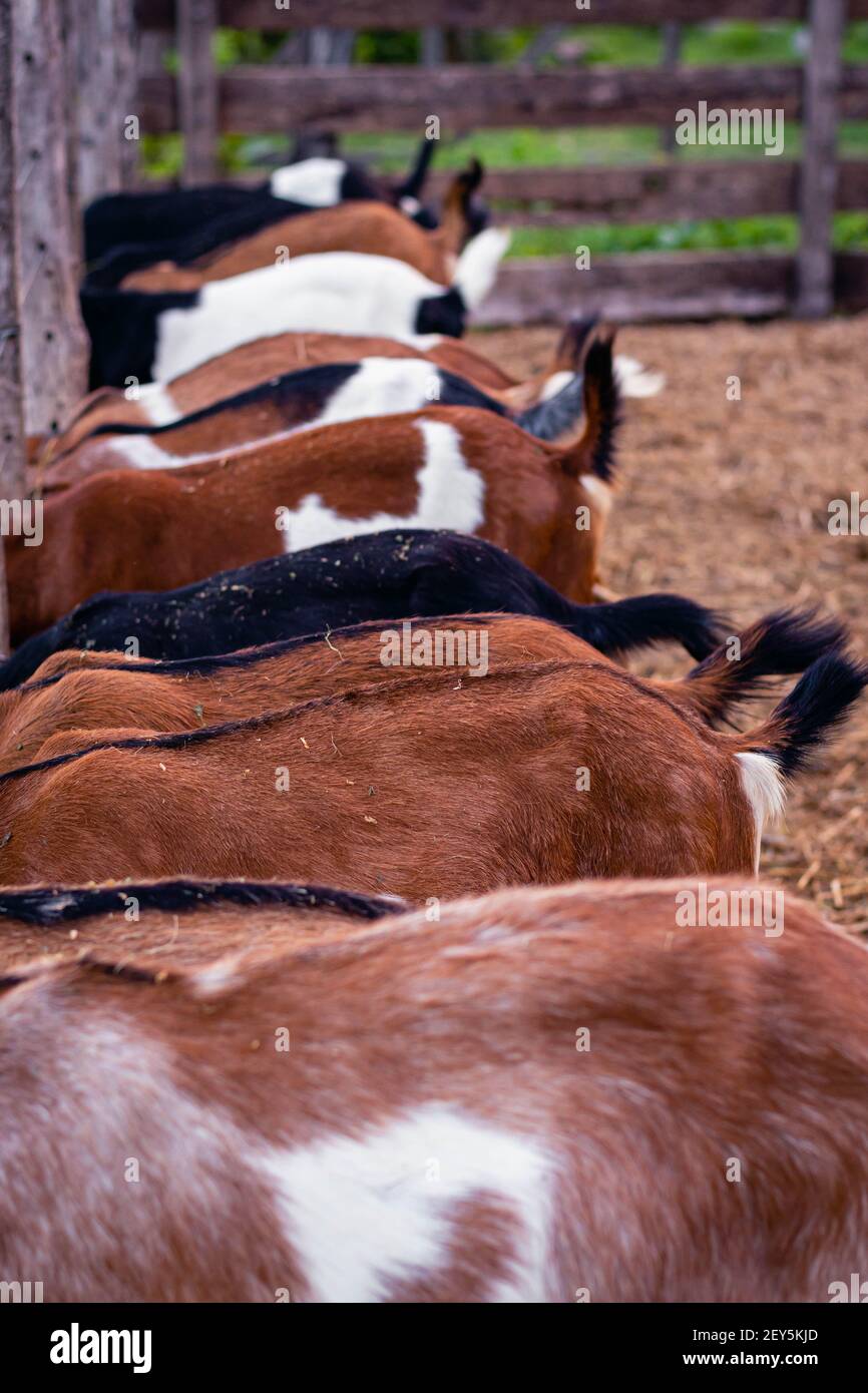 cabra anglo nubian an granja cordoba argentinien 2021 Stockfoto