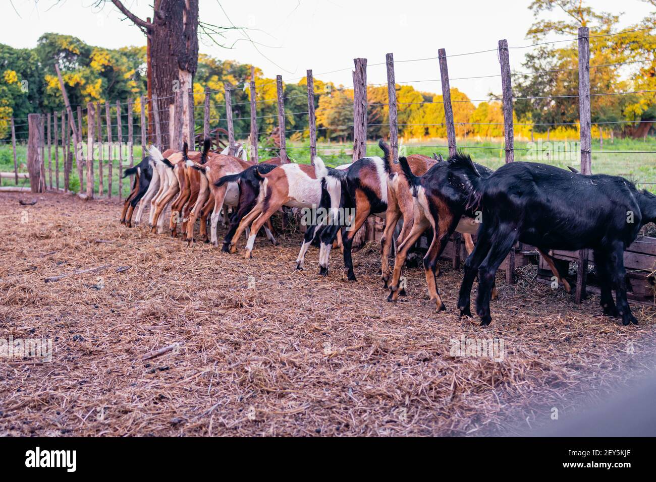 cabra anglo nubian an granja cordoba argentinien 2021 Stockfoto