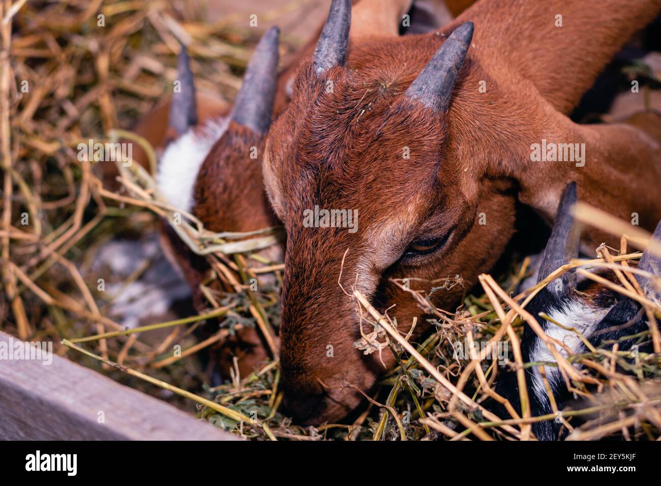 cabra anglo nubian an granja cordoba argentinien 2021 Stockfoto