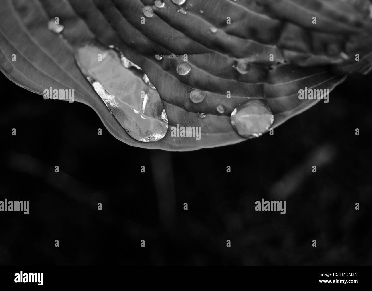 Dramatischer schwarz-weißer Regentropfen auf dem Hosta-Blatt im Frühjahr Stockfoto