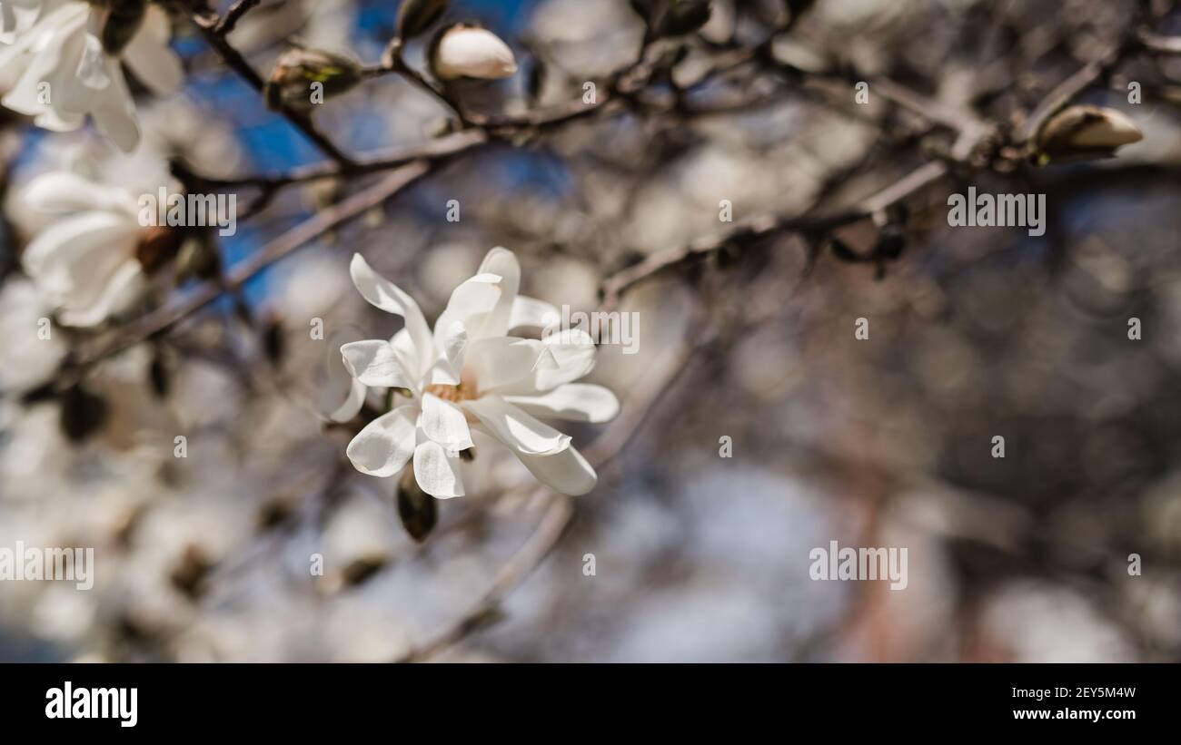 Weiße Sternmagnolie blüht auf einem Baum gegen ein Blau Himmel im Frühling Stockfoto
