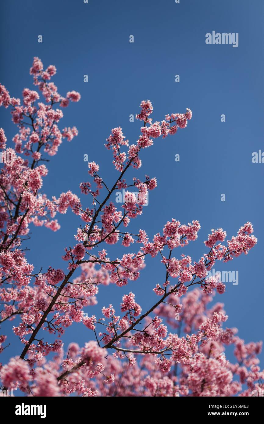 Kirschblüten Äste und Blüten gegen einen leuchtend blauen Frühling Himmel Stockfoto