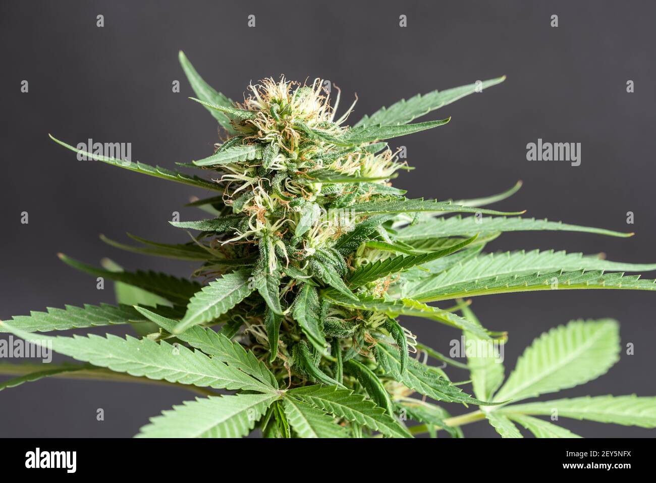 Detail der grünen Cannabisblüte und Blätter Stockfoto