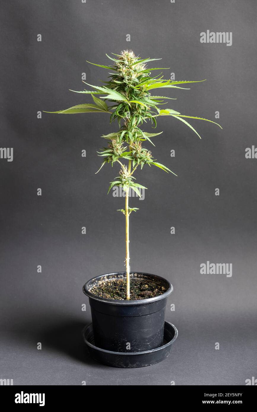Grüne Cannabispflanze auf schwarzem Topf mit grauem Hintergrund Stockfoto