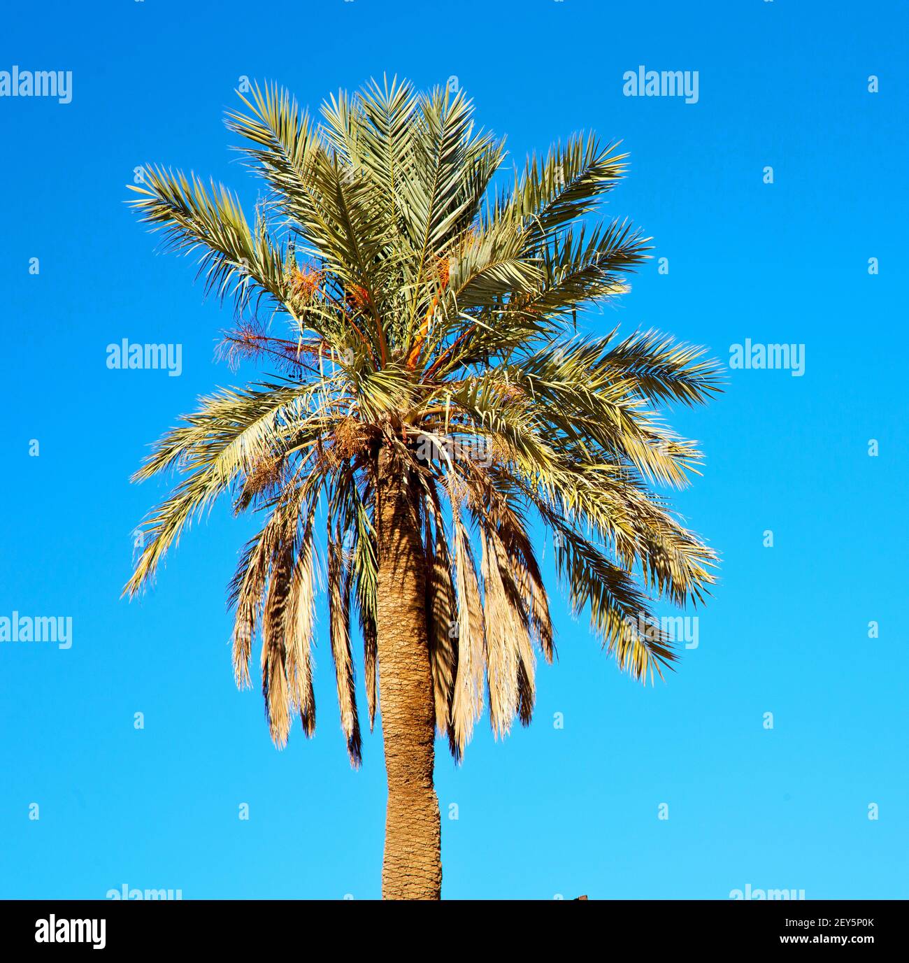 Tropische Palme in marokko afrika allein und der Himmel Stockfoto