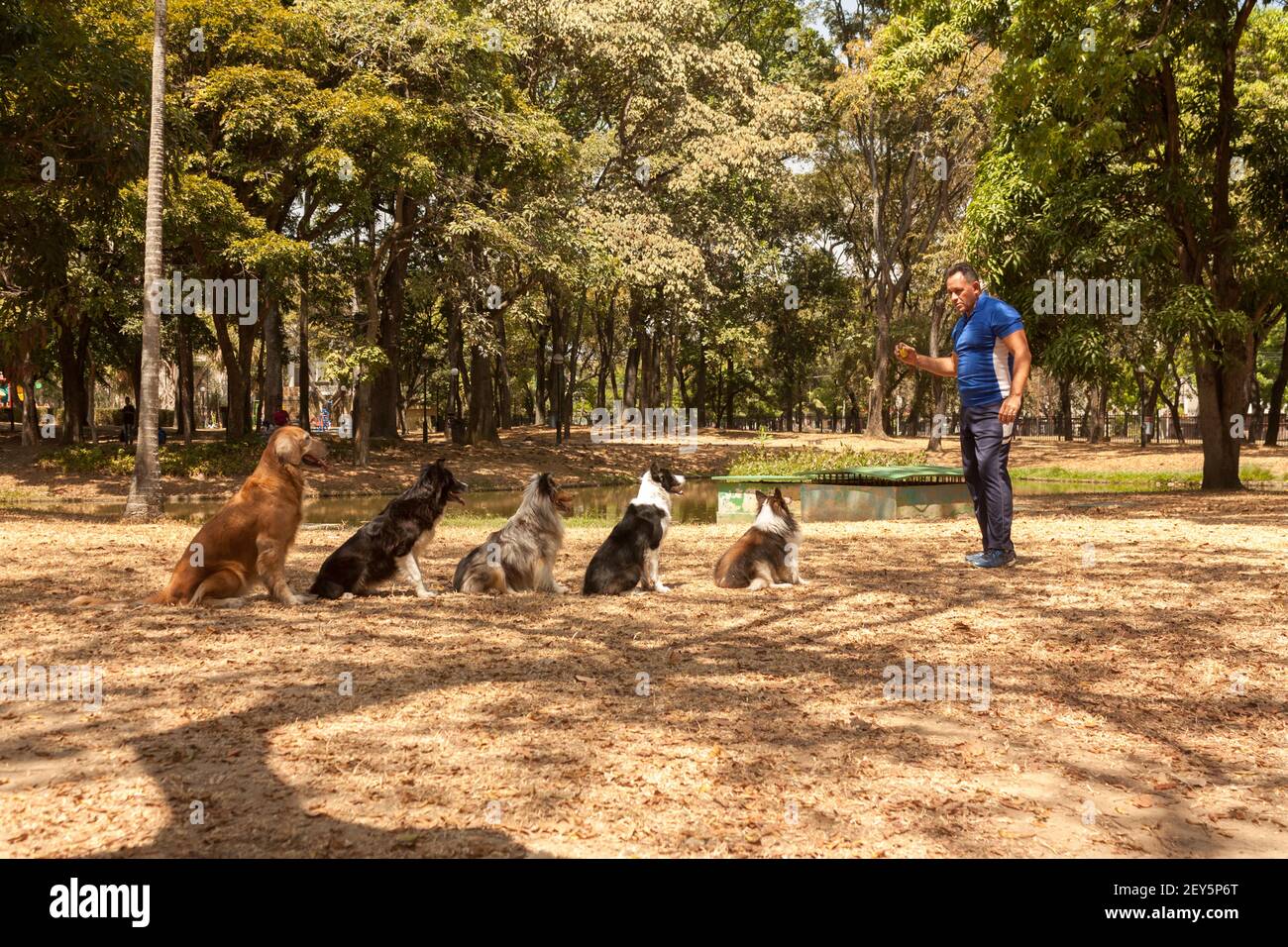 Hundetrainer mit Border Collie, shetland Shepherd und Golden Retriever Hunden Stockfoto