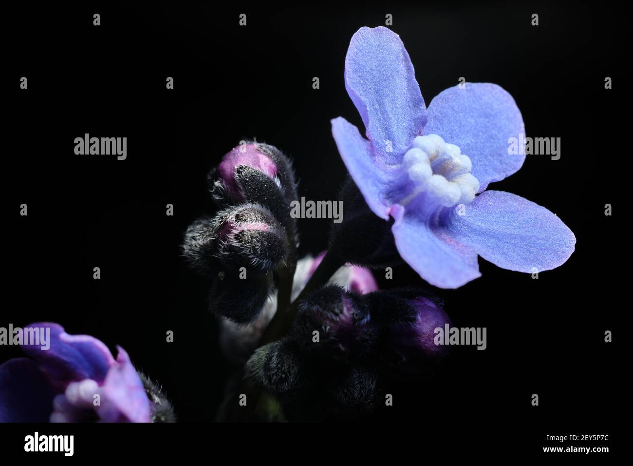 Blaue Blume blüht umgeben von neuen Knospen Stockfoto