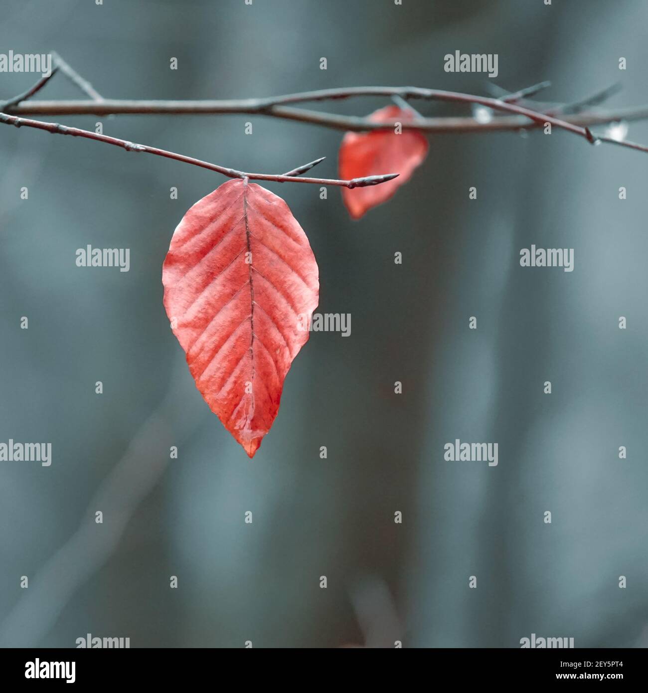 Rotes Blatt in der Natur in der Wintersaison Stockfoto